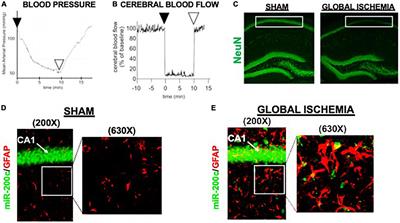 Inhibition of microRNA-200c preserves astrocyte sirtuin-1 and mitofusin-2, and protects against hippocampal neurodegeneration following global cerebral ischemia in mice